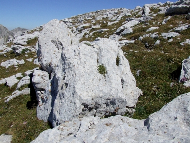 Mcneillia (=Minuartia) graminifolia subsp. rosanoi / Minuartia di Rosano